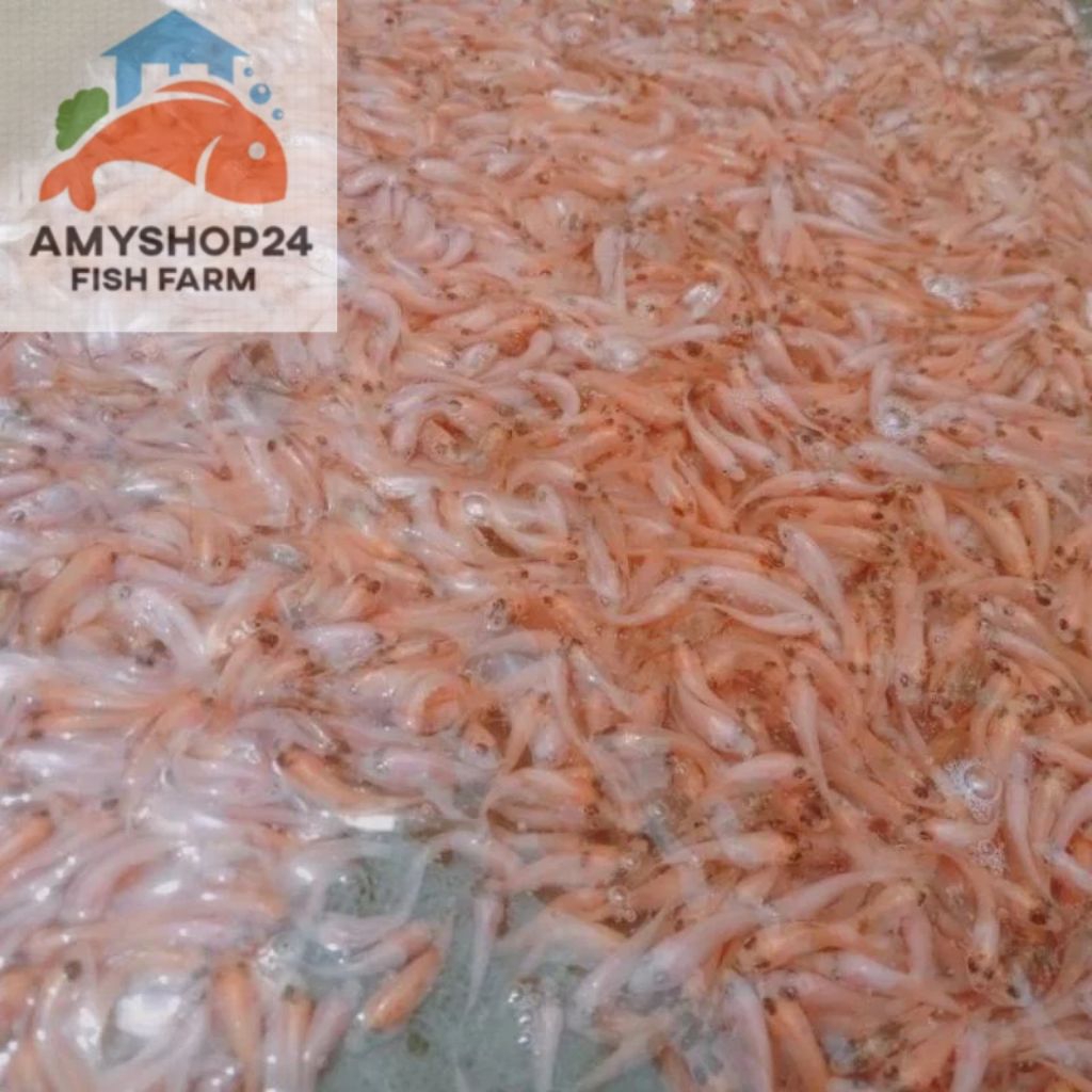 

Nila merah Bangkok 2-3 isi 200