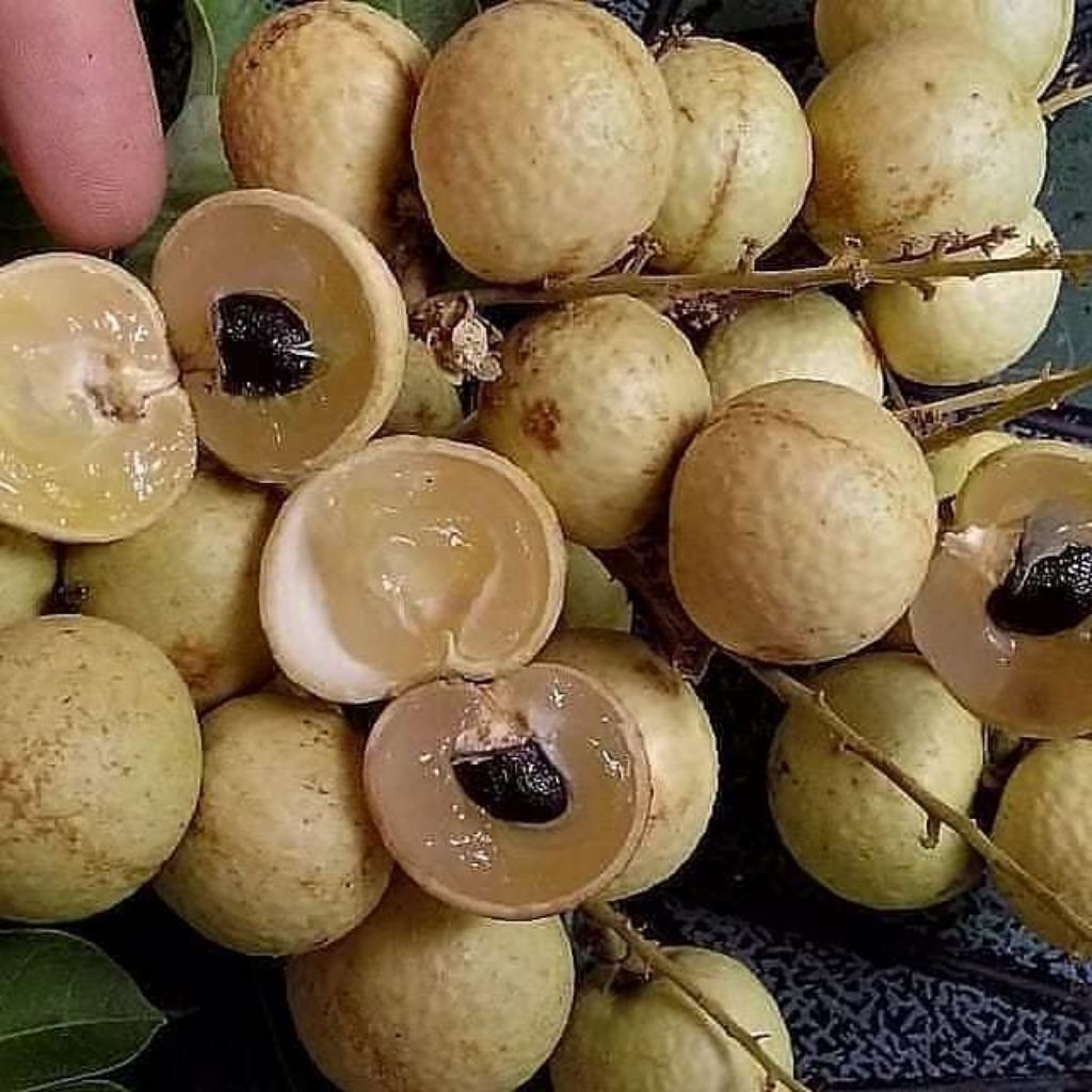 

KELENGKENG MATALADA SIAP DI BUAH KAN