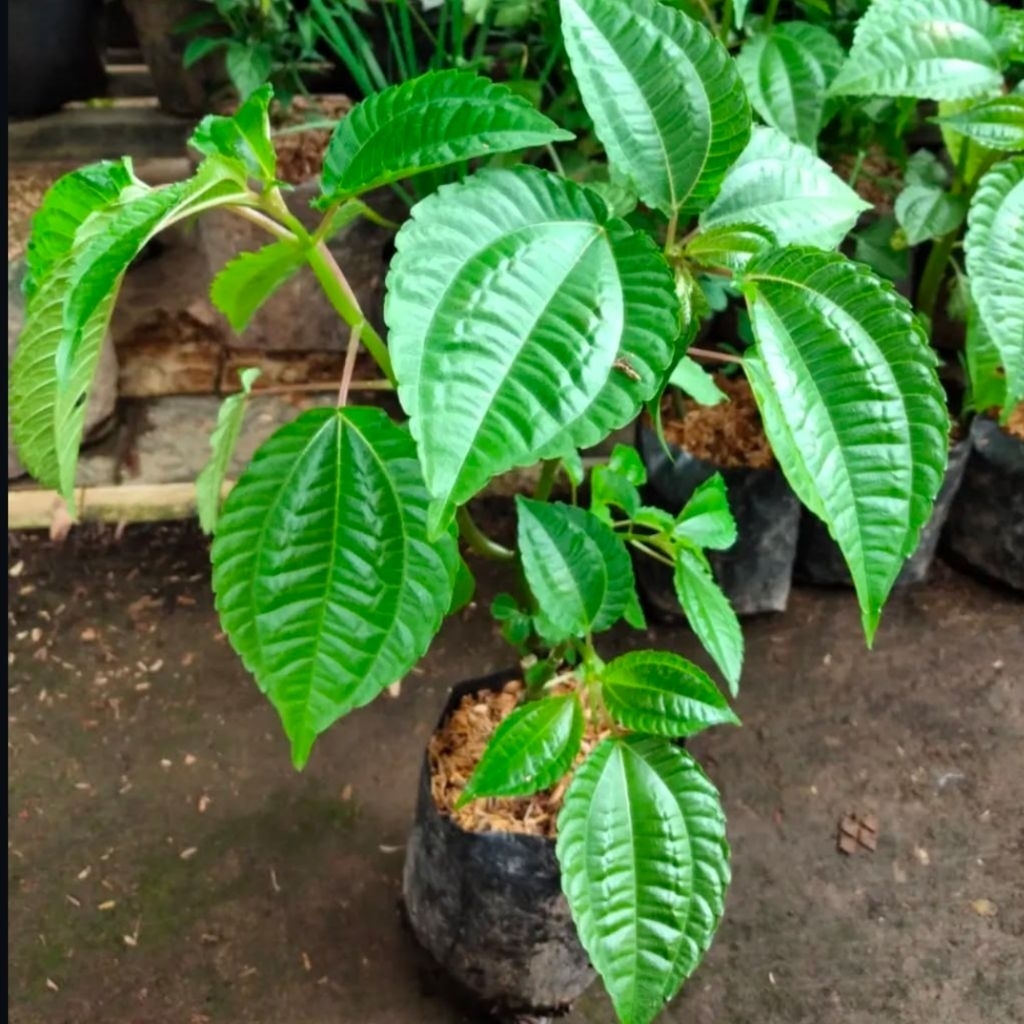 Bibit pohpohan daun lalapan/bibit tanaman pohpohan daun lalapan