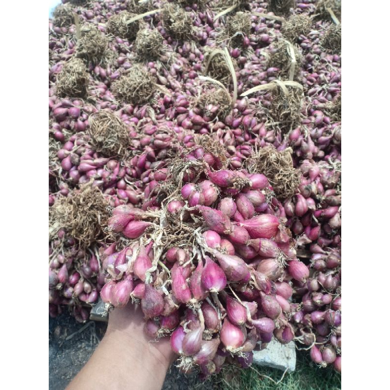 

Bamer original brebes