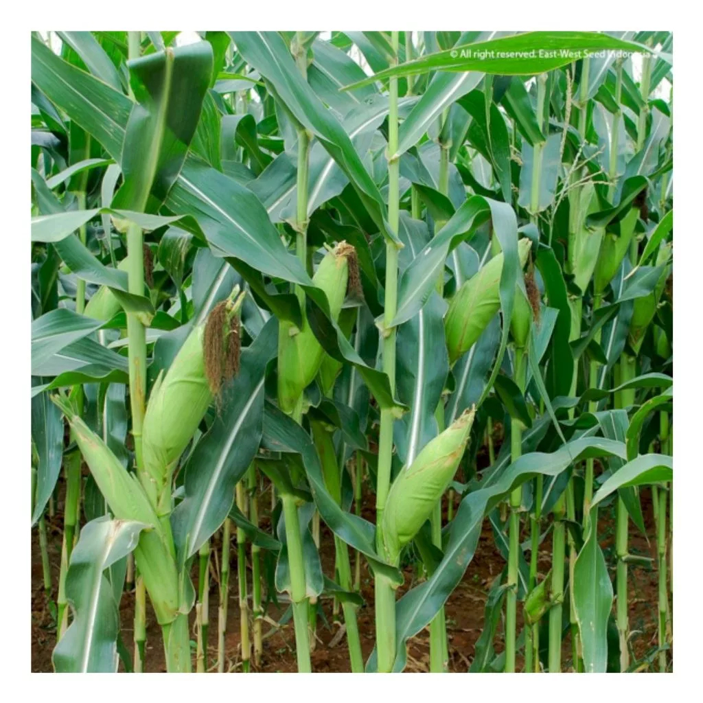 Jivara56 Benih Jagung Bonanza Now F1 Manis Benih Jagung Manis Bonanza Now F1