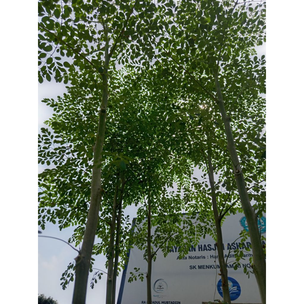 

jual daun kelor segar 500 gram