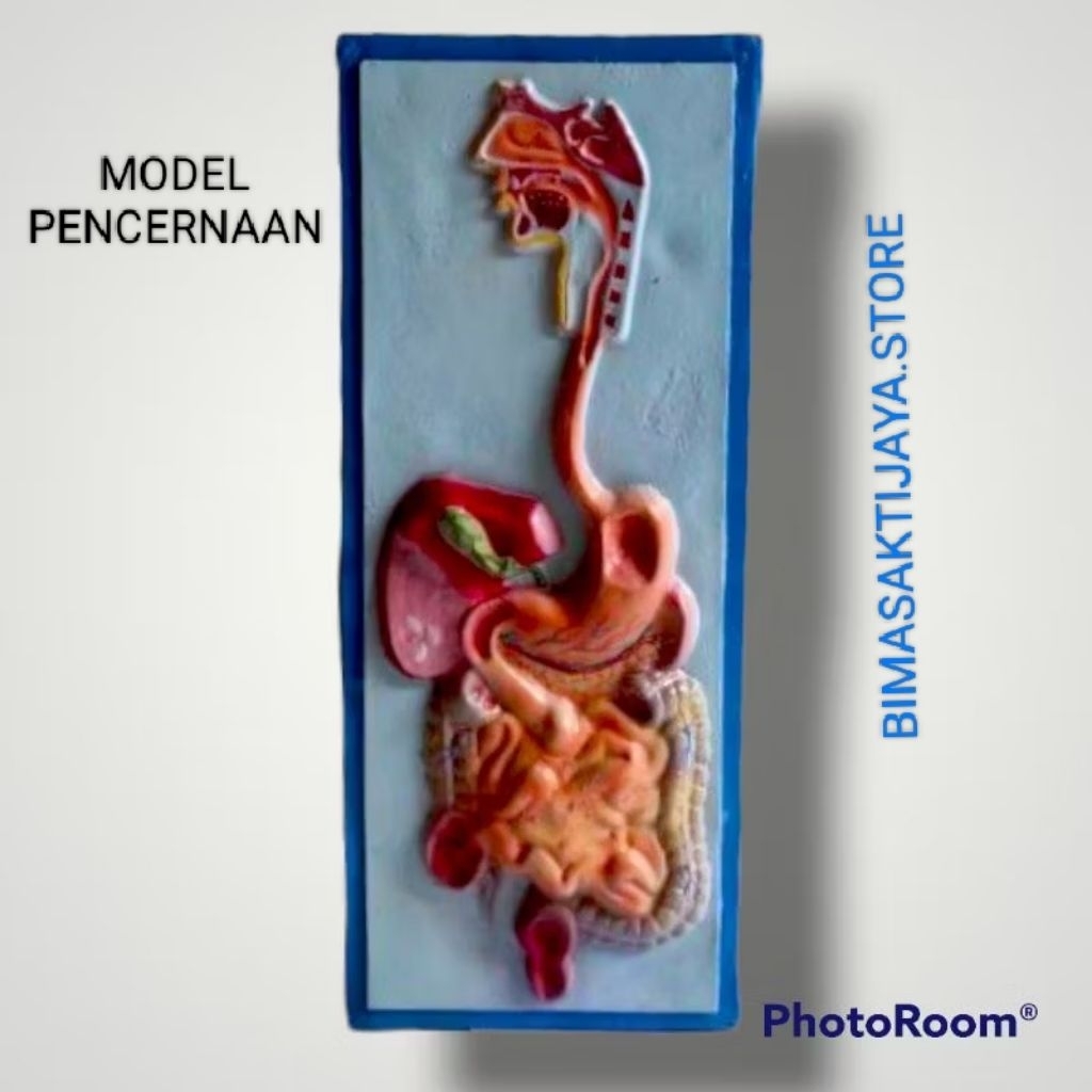 

Model torso penampang pencernaan