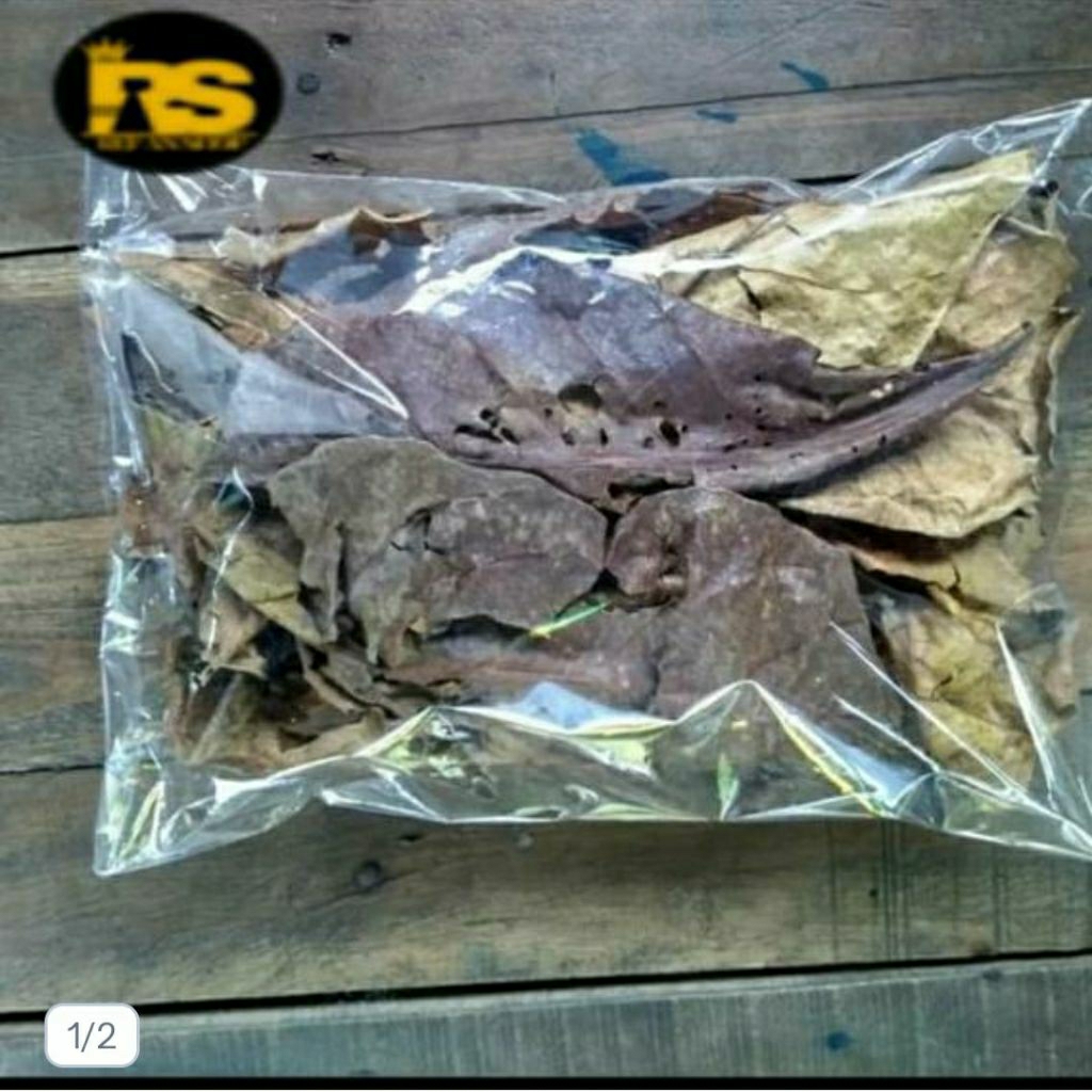 Daun Katapang Kering Alami Untuk Ikan Cupang Dan Ikan Lainya