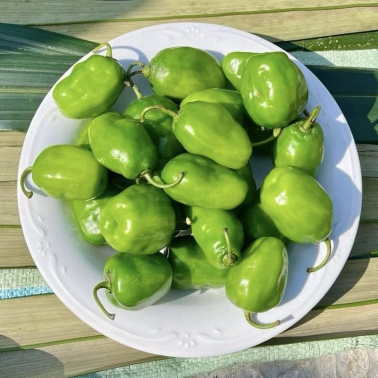 

Cabe Gendot Fresh Segar - Cabai Rawit gendut - Cabe Bendot - Cabe gendot paling pedas Khas Indonesia