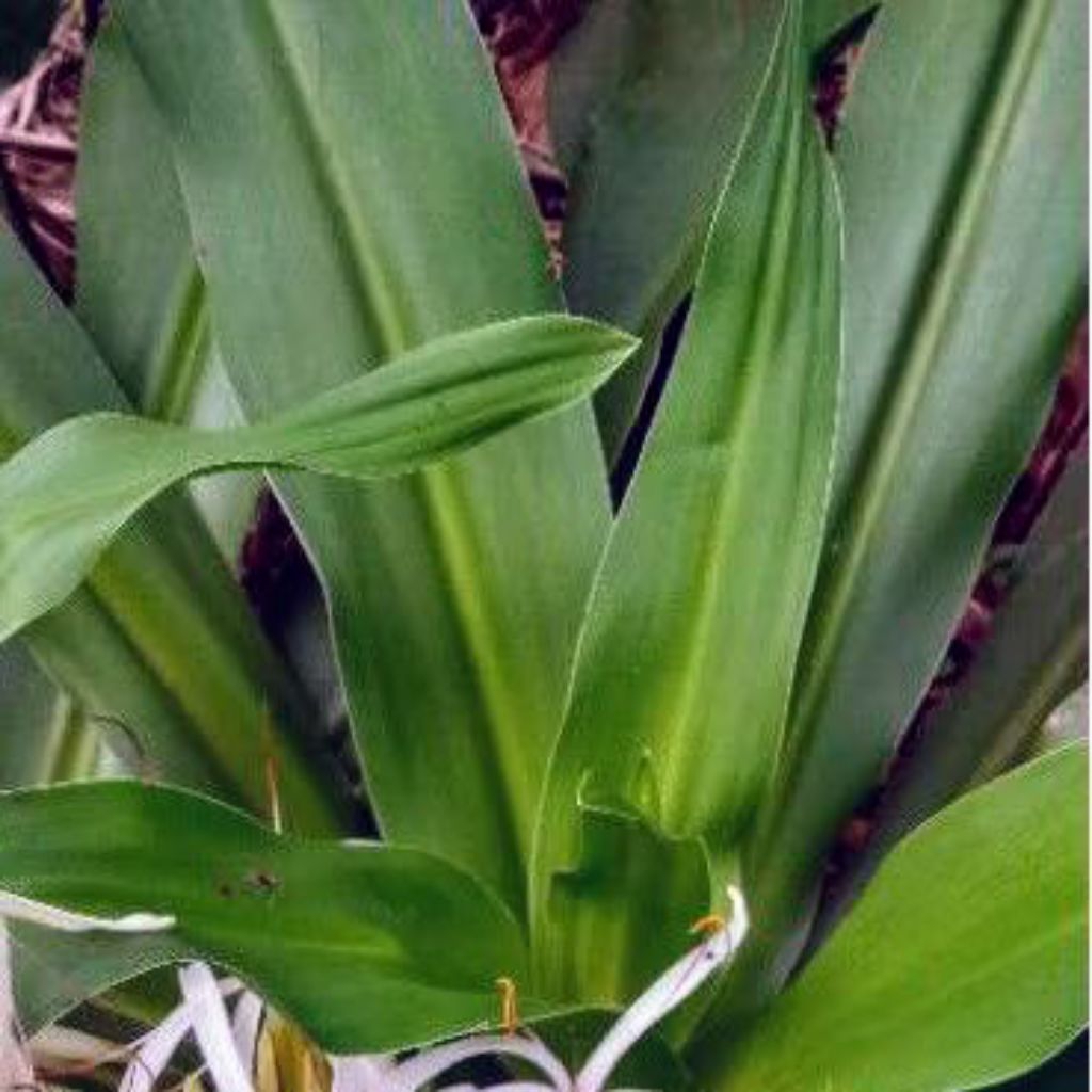 

daun Bakung herbal segar 10 lembar ukuran jumbo termurah untuk patah tulang