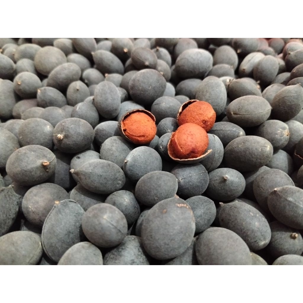 

BUAH ASAM KRANJI KEMASAN BESAR