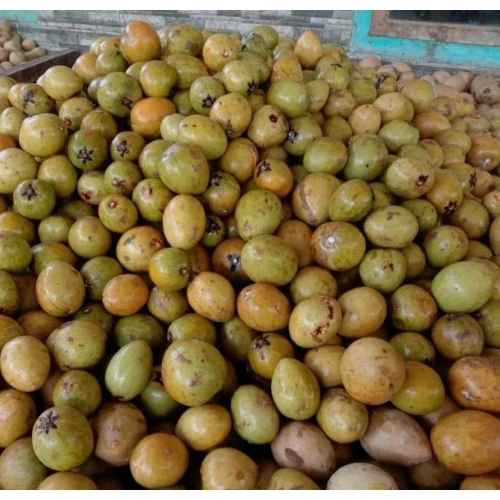 

(COD) 1kg sawo simadu manis poll khas pangandaran