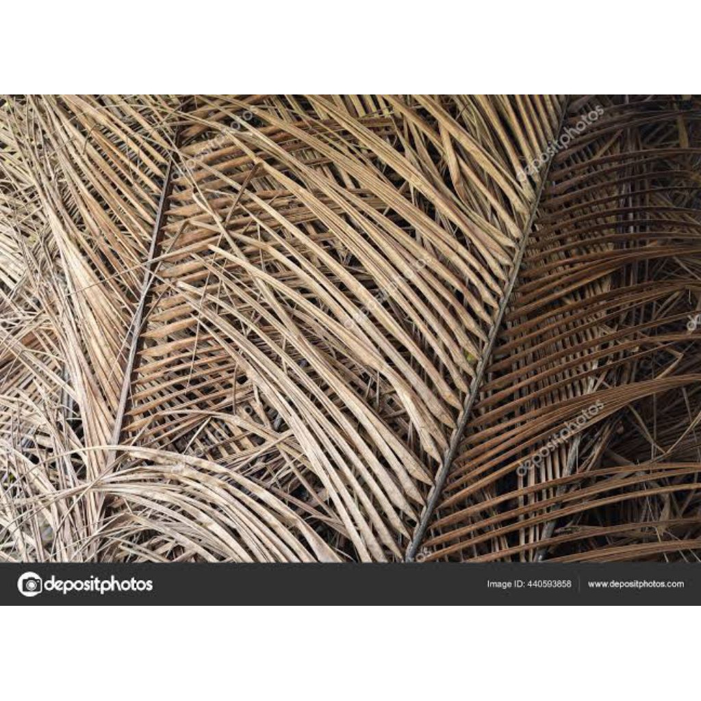 

daun kelapa kering per 25 helai