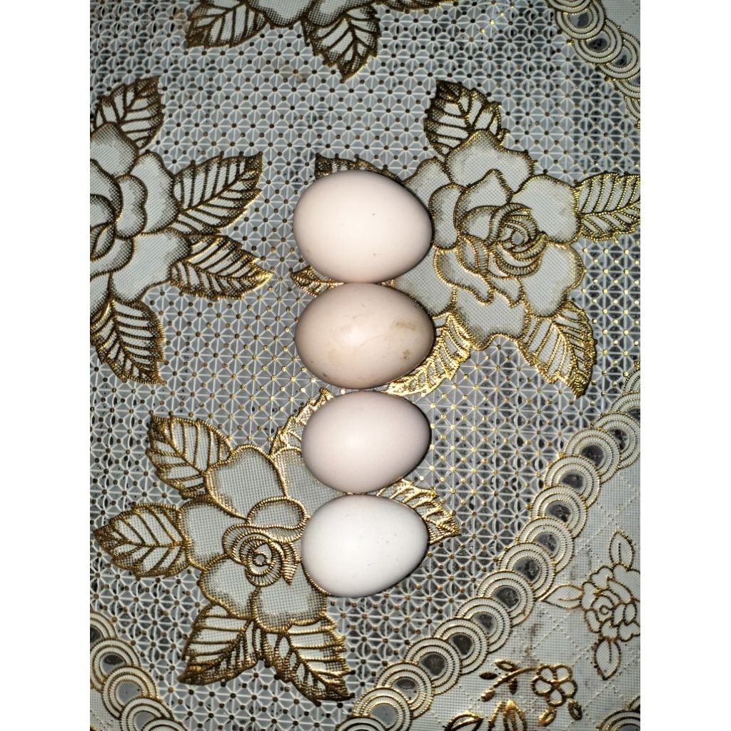 

Telur Ayam Kampung Kecilan