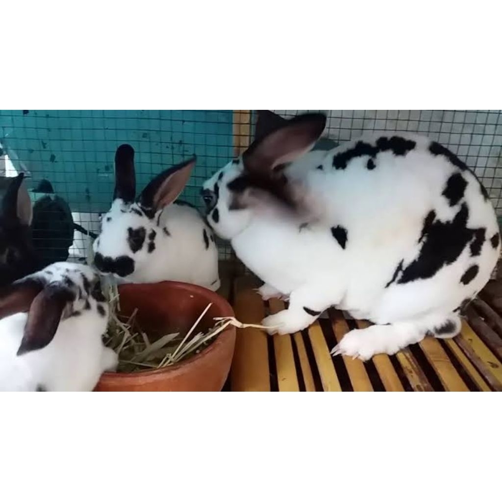 Kelinci Rex Bulu Karpet