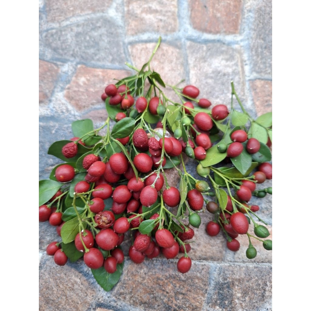 biji kemuning jepang