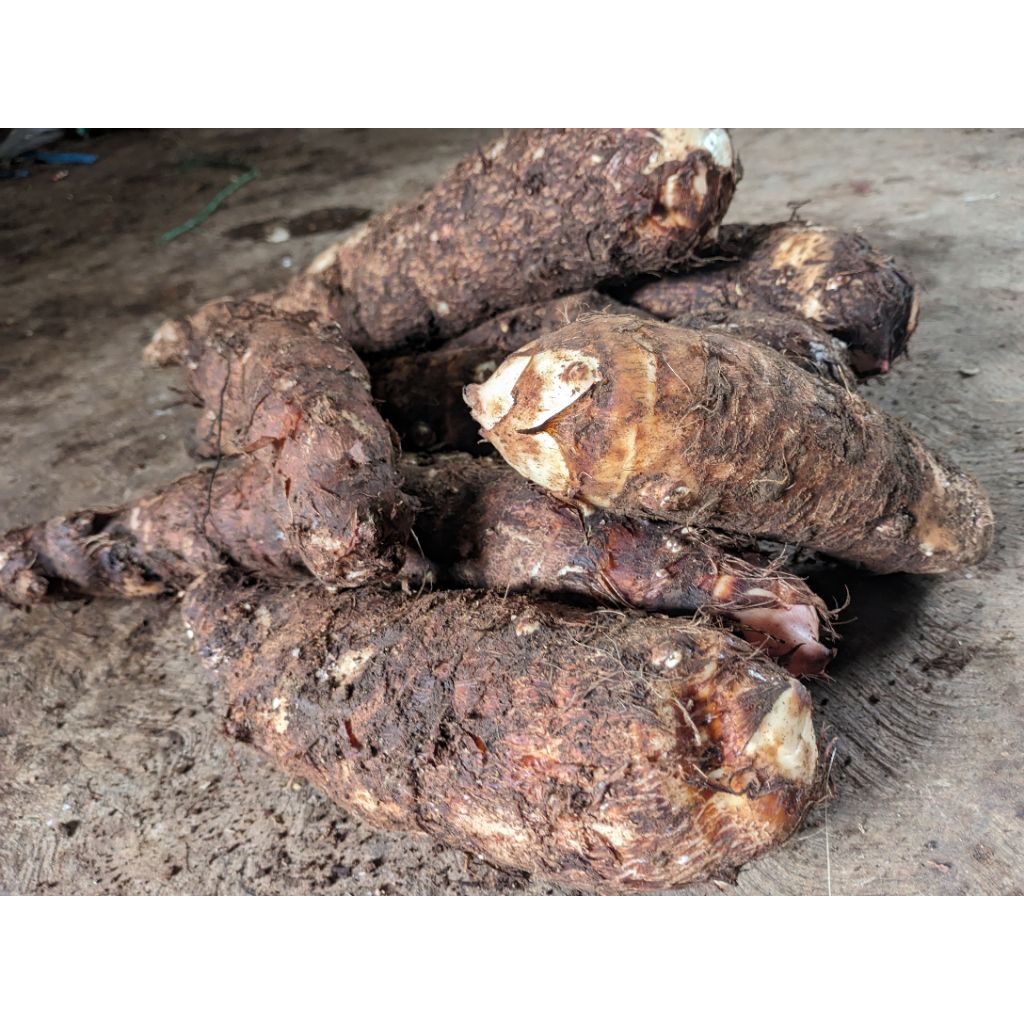 

ubi talas gajah /1kg