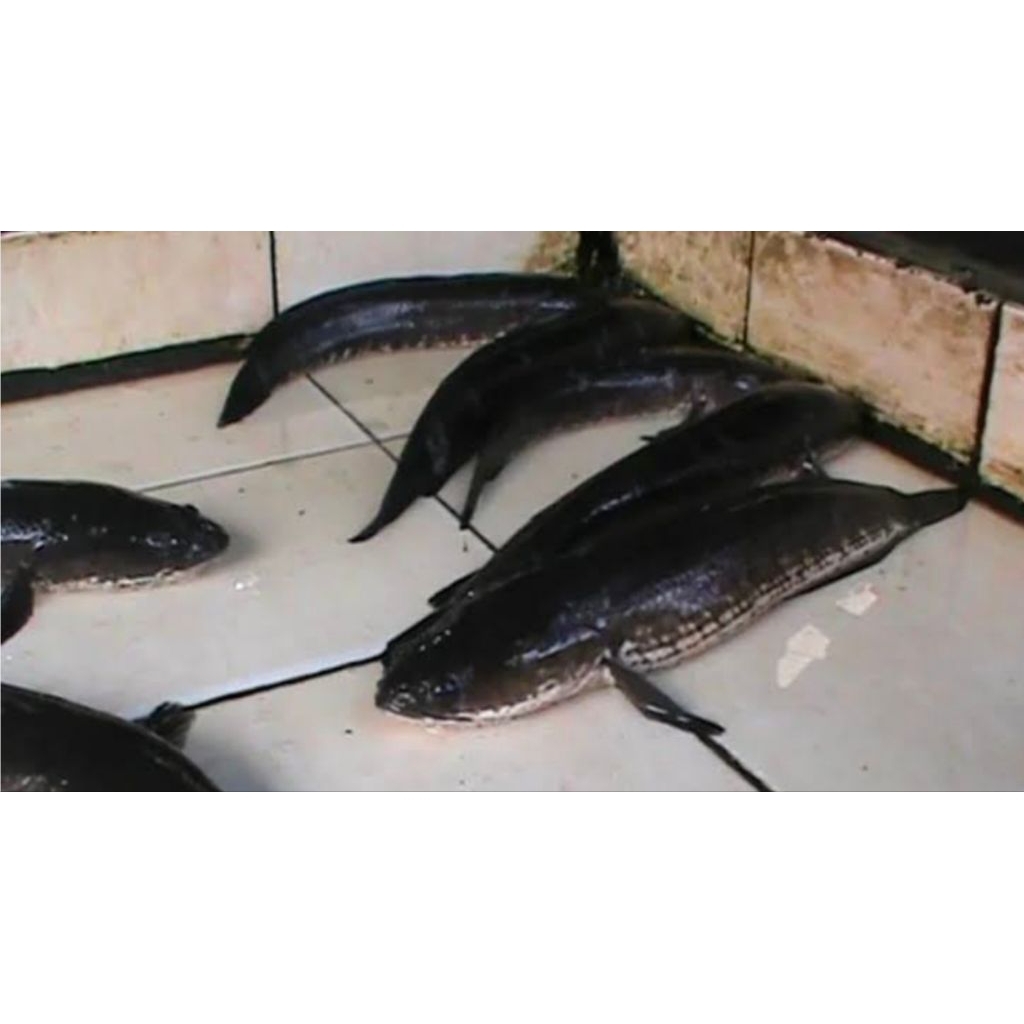 paket ikan gabus hidup besar 10kg isi 7-8 pesan sore/malam di kirim pagi