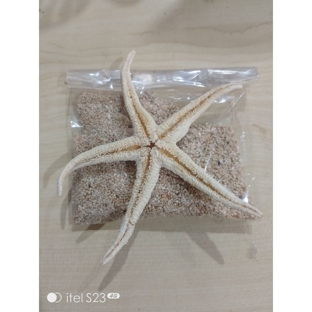 

paket hemat bintang laut utk dekorasi