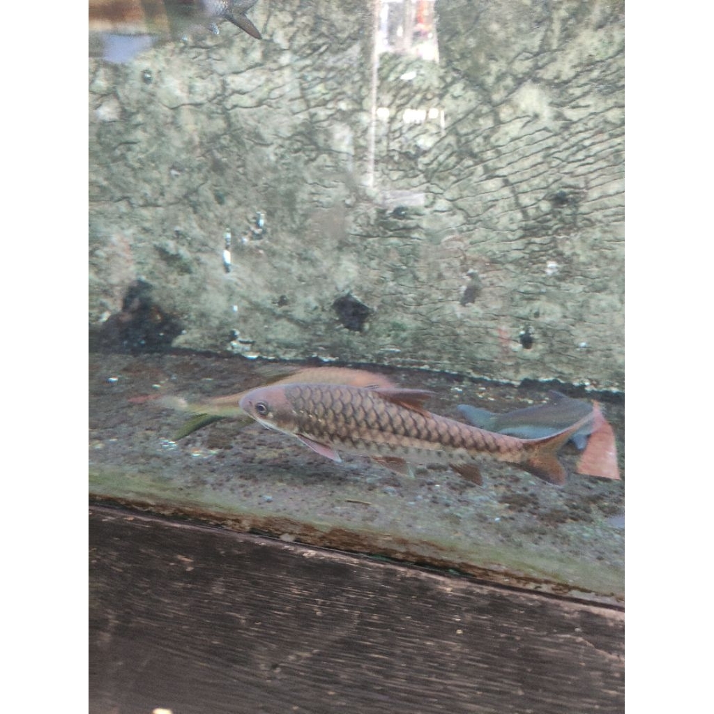 

ikan mahseer tor tambra 20-22 cm