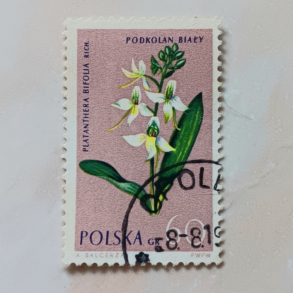 

(AA) Perangko Polandia 1962 Protected Flowers - Platanthera bifolia - Lesser Butterfly Orchid 60 gros CTO