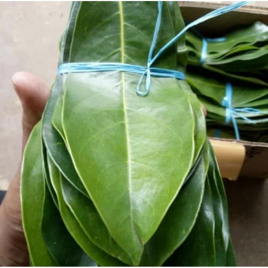 

Daun Sirsak Segar 50 Lembar Daun Nangka Walana Herbal Organik