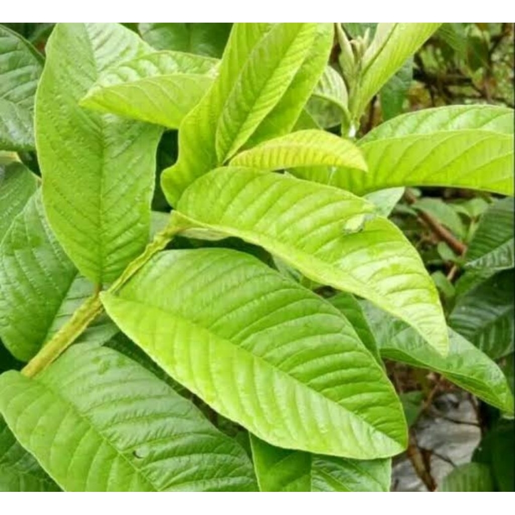 

Paket 500 gram daun jambu biji segar fresh-az