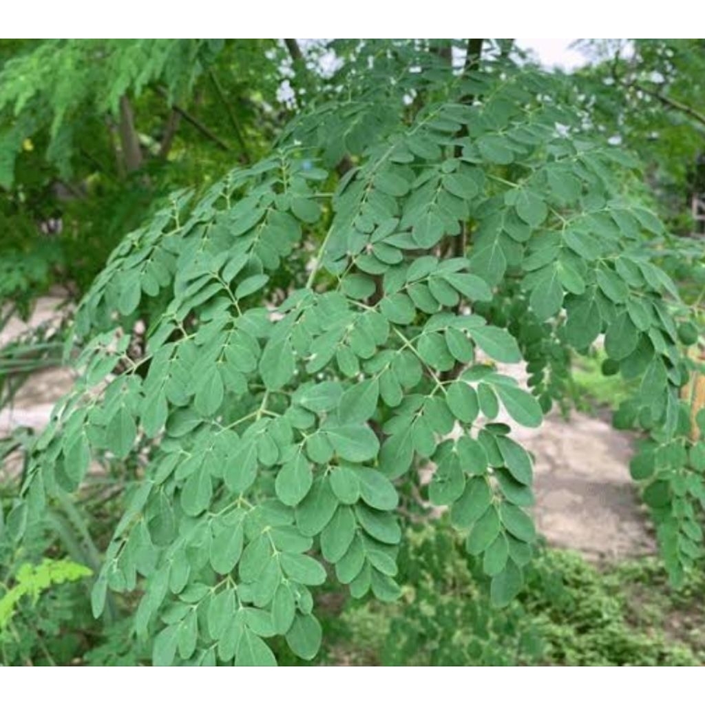 

Daun kelor segar 100 gram petik langsung-az