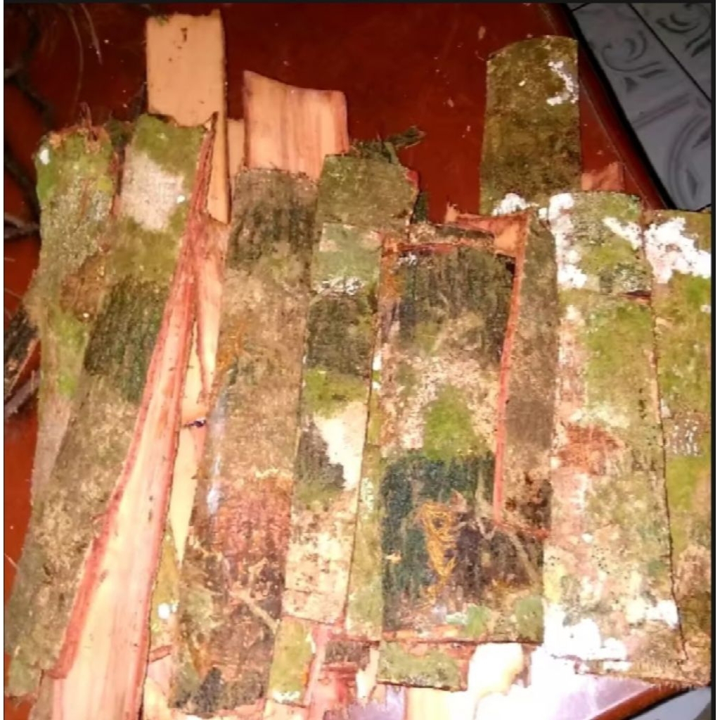 

Kulit pohon jengkol presh segar/500gram