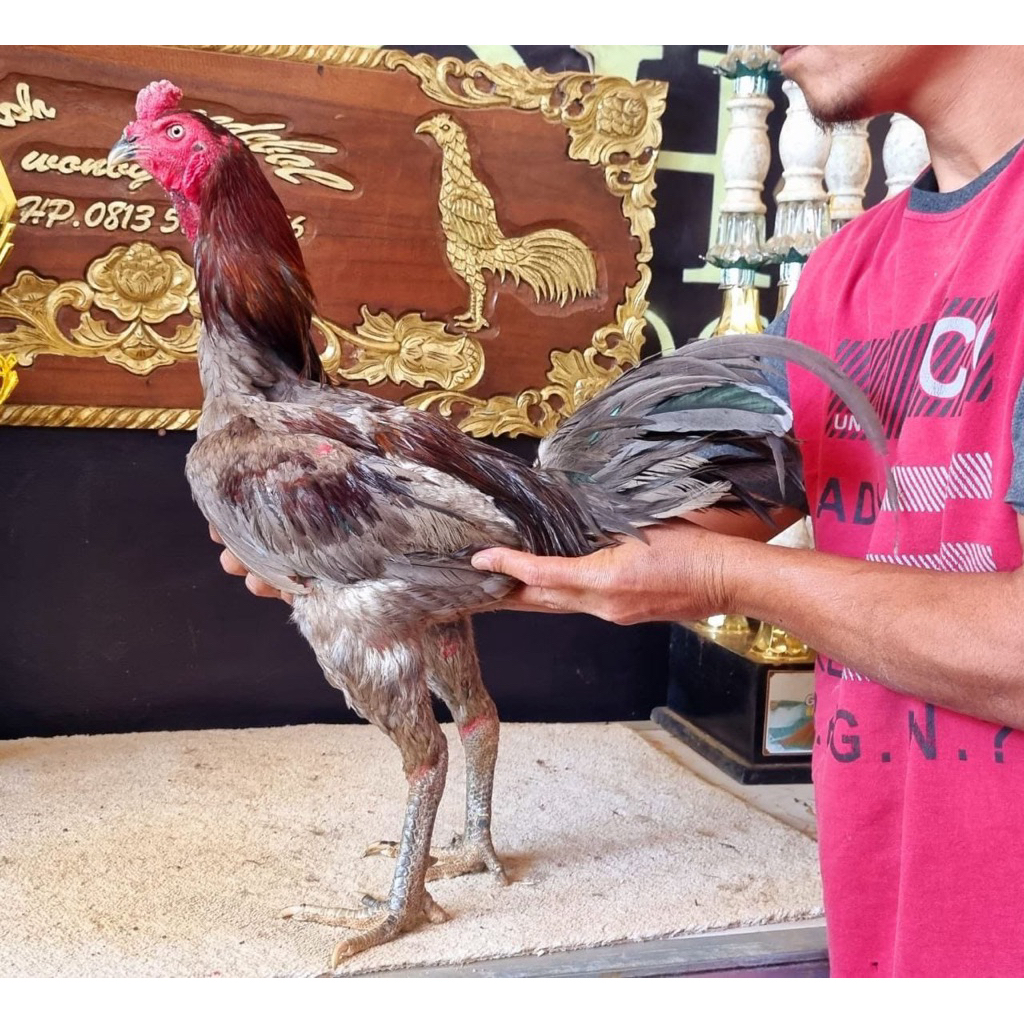 Telur Fertil Pama iq Bgw,dan yokere