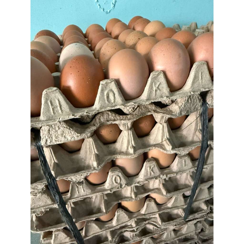 

10 Pcs Telur Ayam Eropa Jumbo