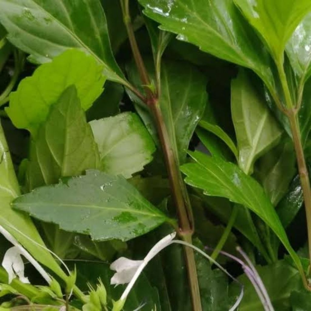 

daun kumis kucing fres500 gram