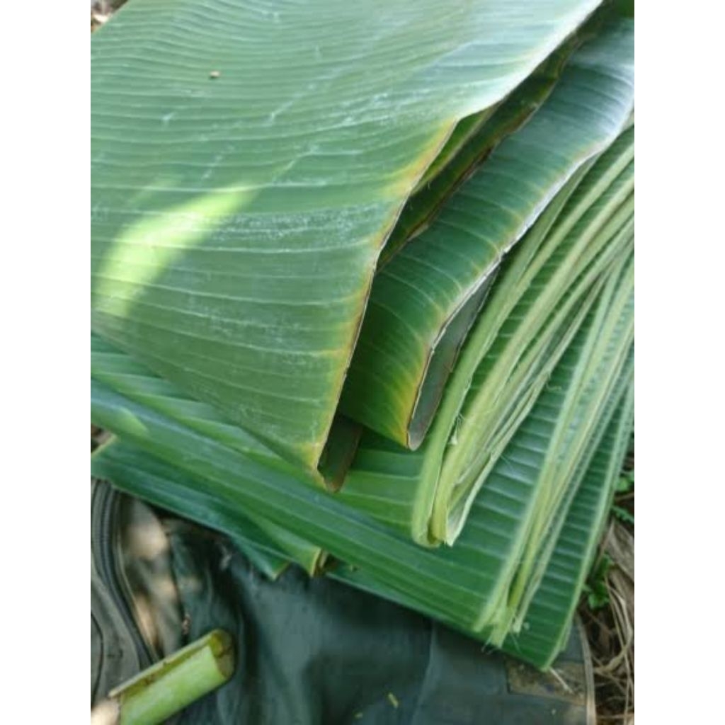 

daun pisang fresh premium lebar besar per iket
