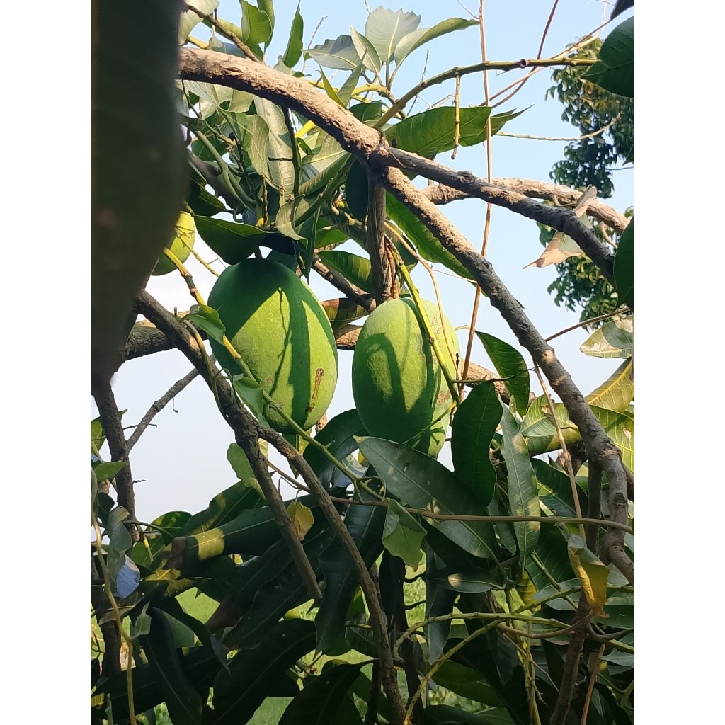 entres mangga gadung/harum manis jamin valid