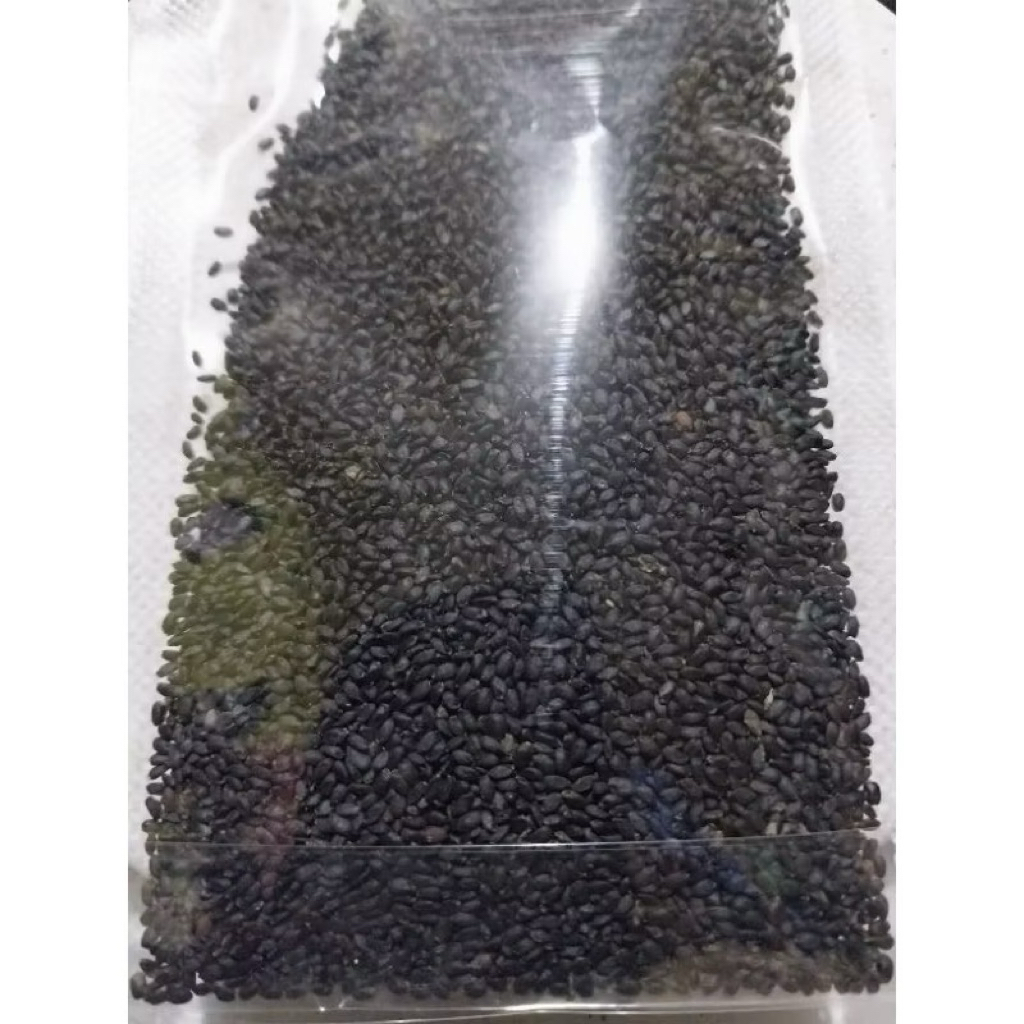 

Biji selasih 50gr dan 100gr