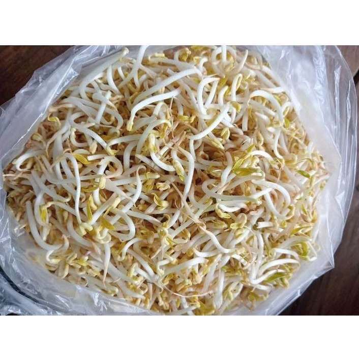

Toge 500gr - 1Kg | Jbp_Fresh
