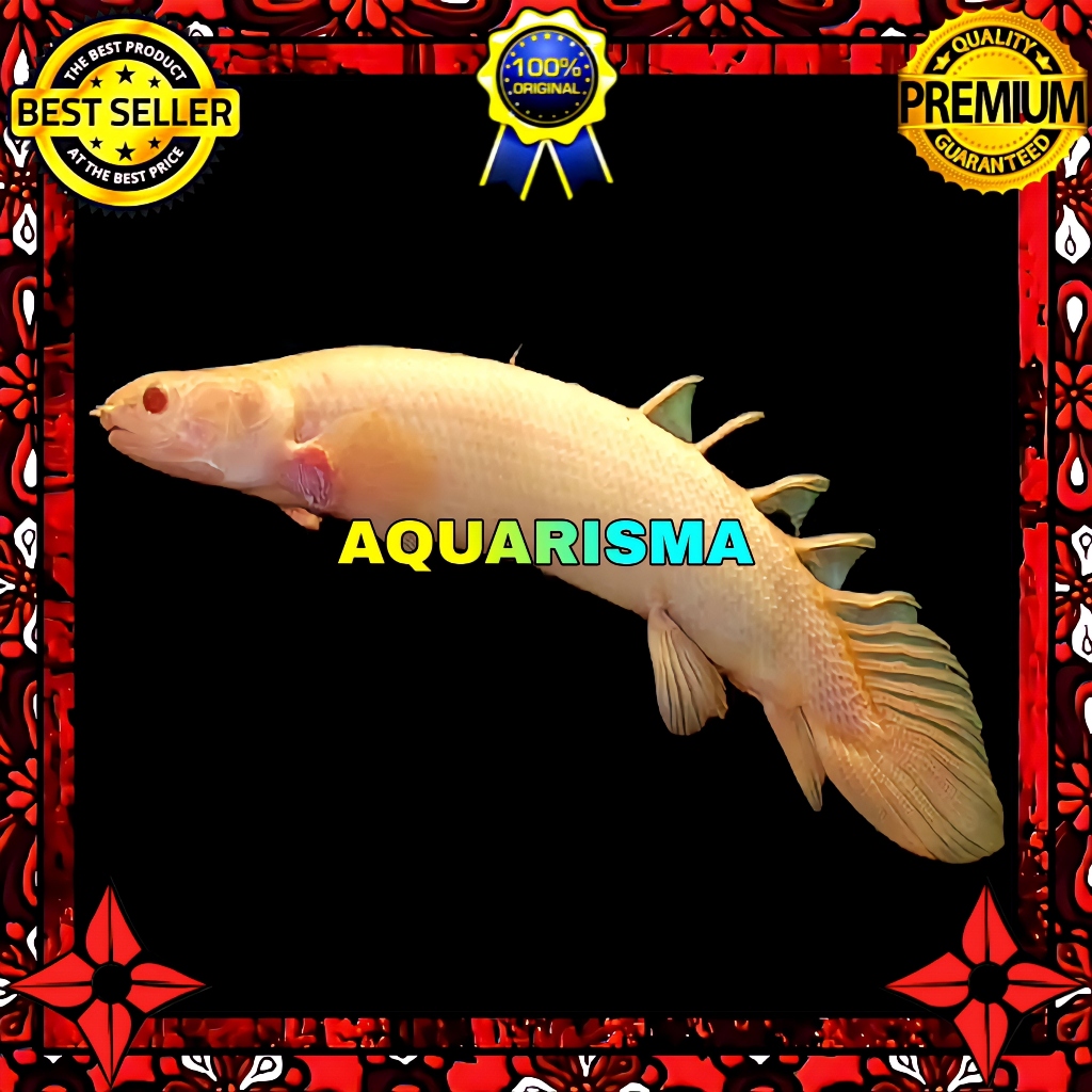 KEBUTUHAN AKUARIUM - PALMAS POLYPTERUS SENEGALUS ALBINO 10-11 CM