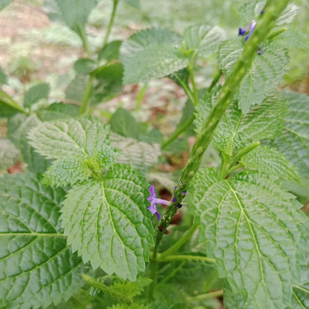 

Daun pecut kuda segar 500gr