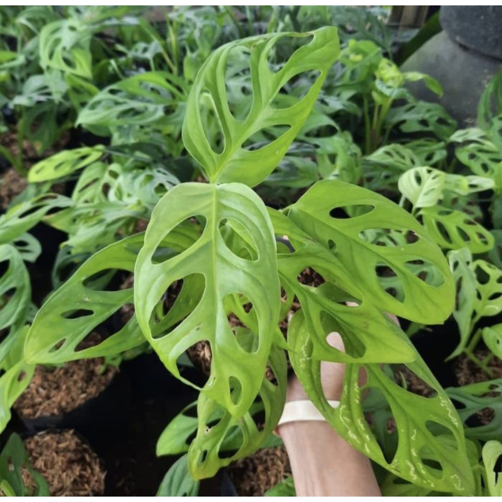 Pohon Monstera Janda Bolong Tanaman Hias Indoor Pohon Janda Bolong