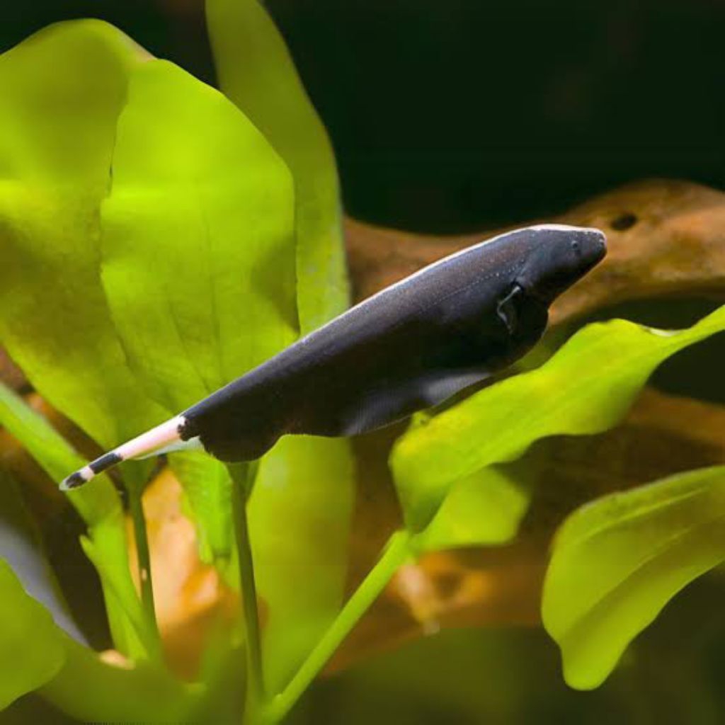 IKAN HIAS BLACK GHOST ikan hias aquascape size SM KHUSUS INSTAN