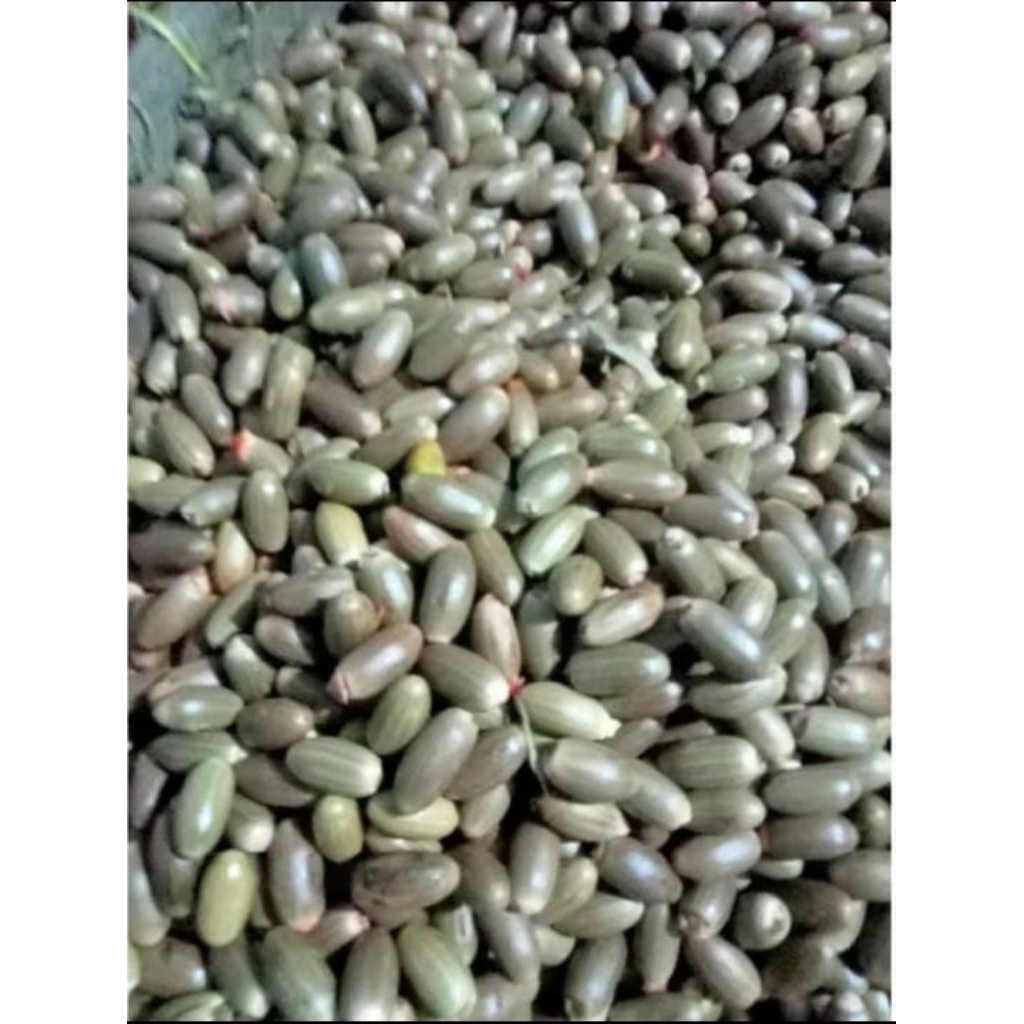 

biji melinjo/biji Tangkil 1kg bahan mping super