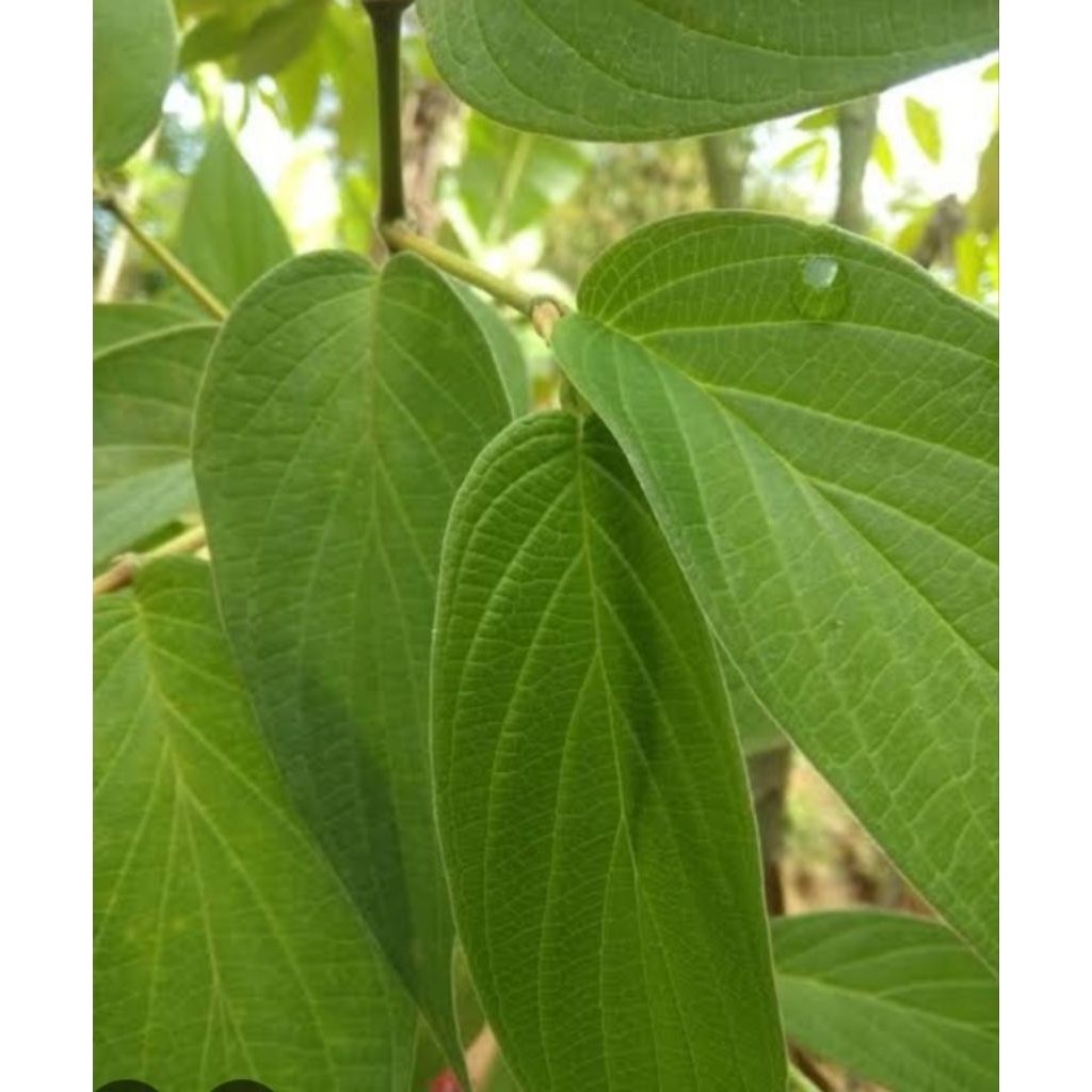 

Daun sirih hutan segar alami 500 gram