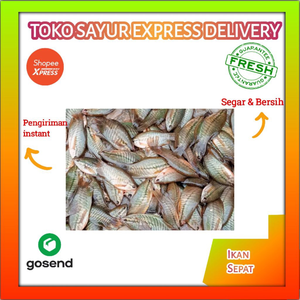 

Ikan Sepat Fresh - Palembang