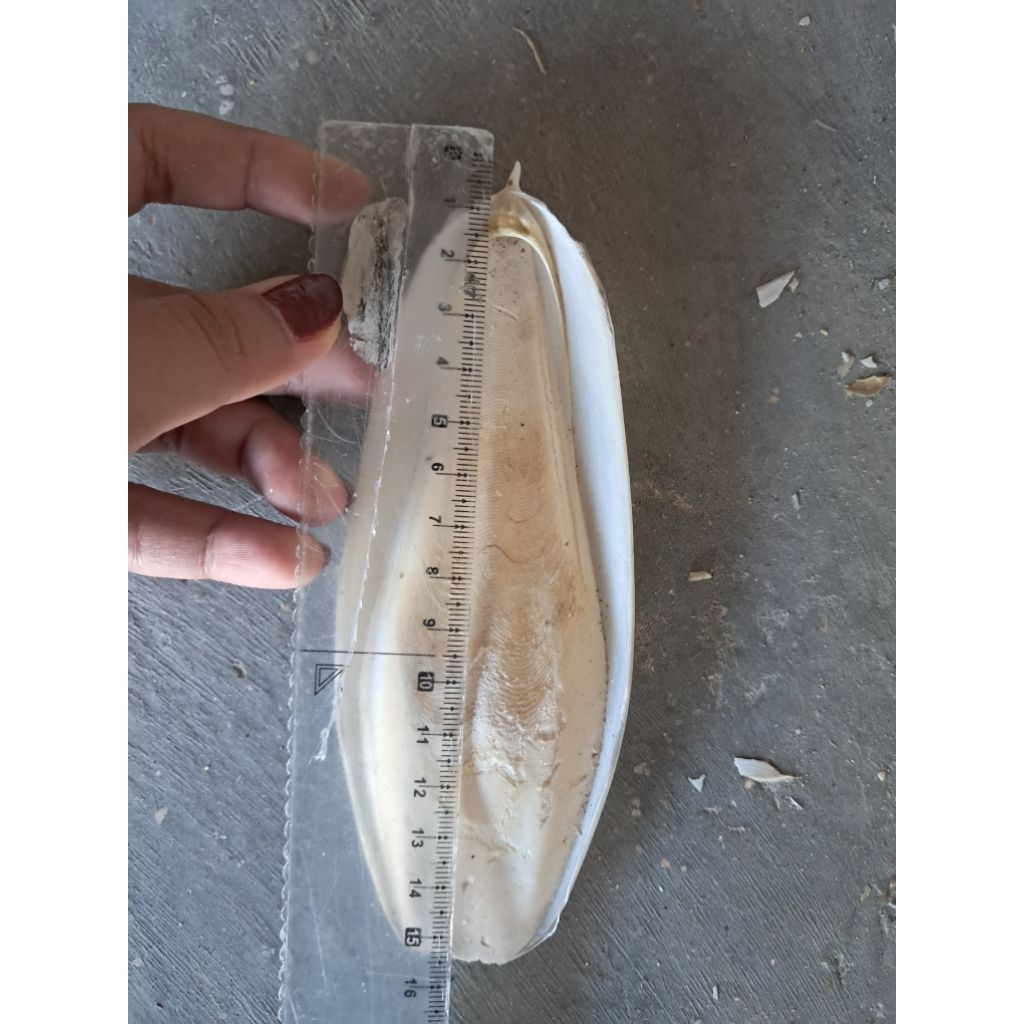 

Termurah tulang sotong tulang cumi ± 12 - 15 CM