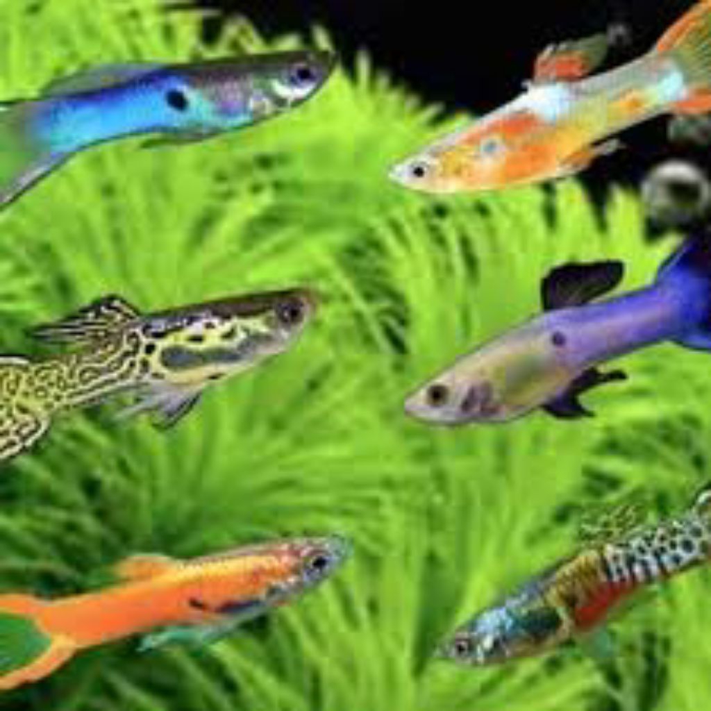ikan guppy cendolan/ikan hias