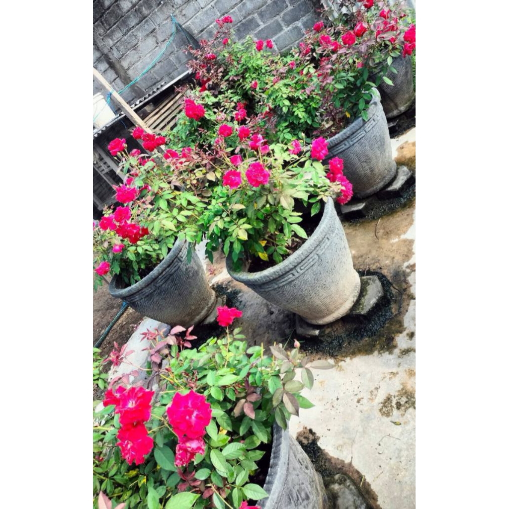 Mawar Kalimantan Tanpa Duri