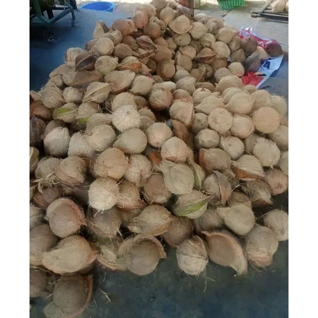 

Kelapa Tua Bulat Segar 5 Biji 35rb
