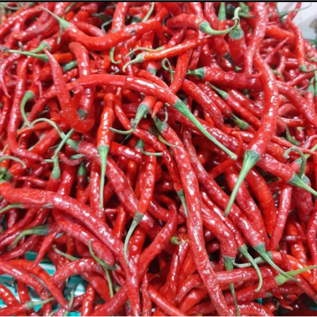 

Cabe Keriting 250gram