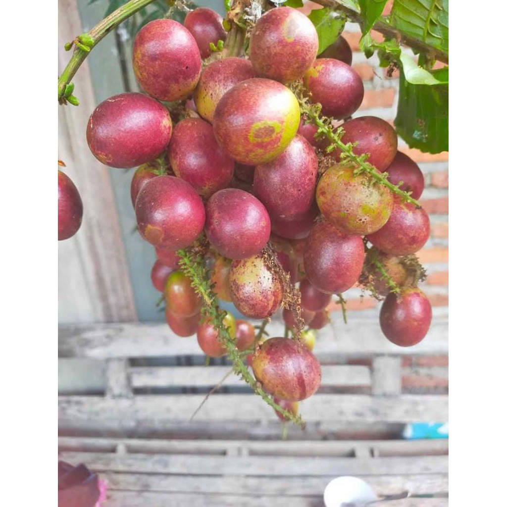 

matoa merah kemasan 1 kg