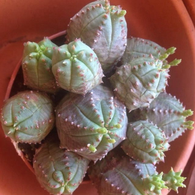 Kaktus Euphorbia Glubosa x Obesa