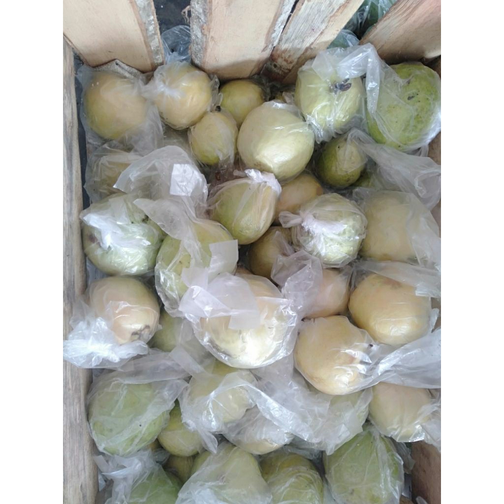 

jambu merah kemasan 50 kg