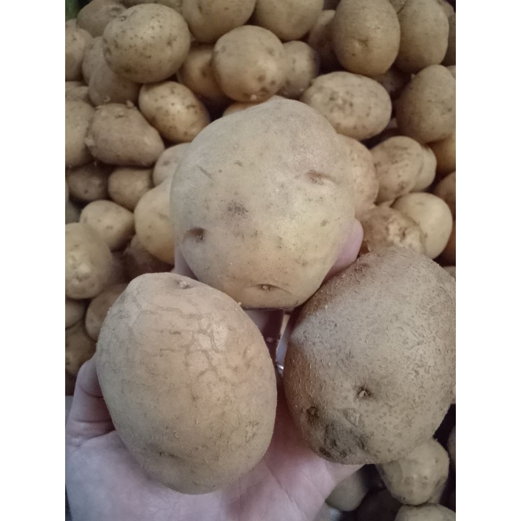 

Kentang (AB) fresh langsung dari petani