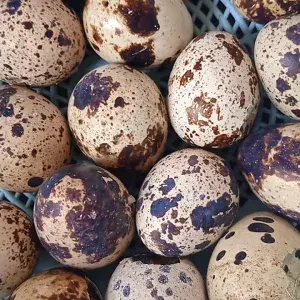 

Telor puyuh mentah 1/4