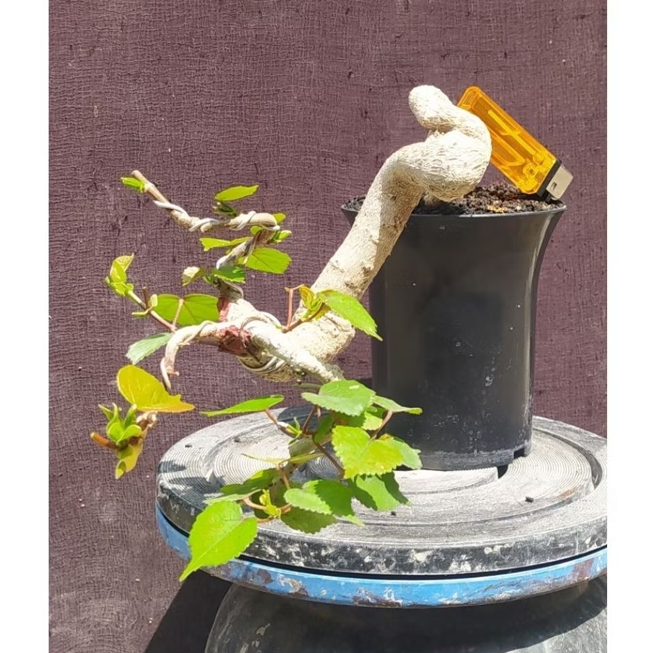 bonsai waru taiwan cascade mame + pot cakep realpict